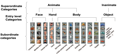 Geometry of Hierarchical Categories in Monkey IT